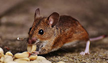 24 Hour & Emergency Exterminators in Palm Beach Gardens, FL